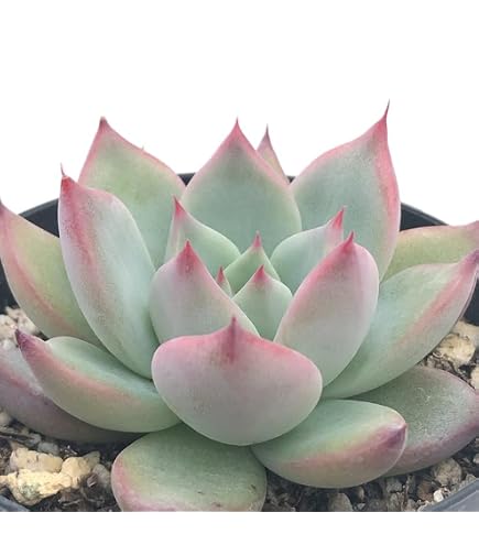 Amazon｜多肉植物 swkエケベリア 二瓶リンゼアナ 実生 多肉植物